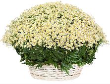 Цветочная композиция из Ромашки в корзине #REPLACE_PRED# Самашки
